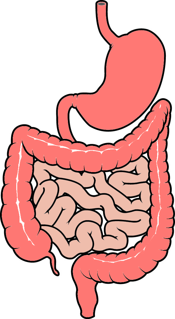 Bowel diagram