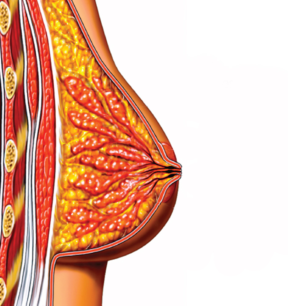 Breast diagram