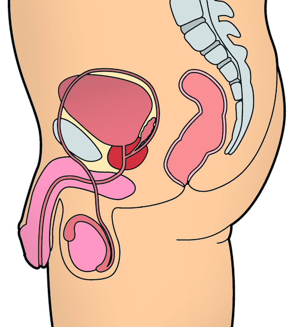Prostate diagram