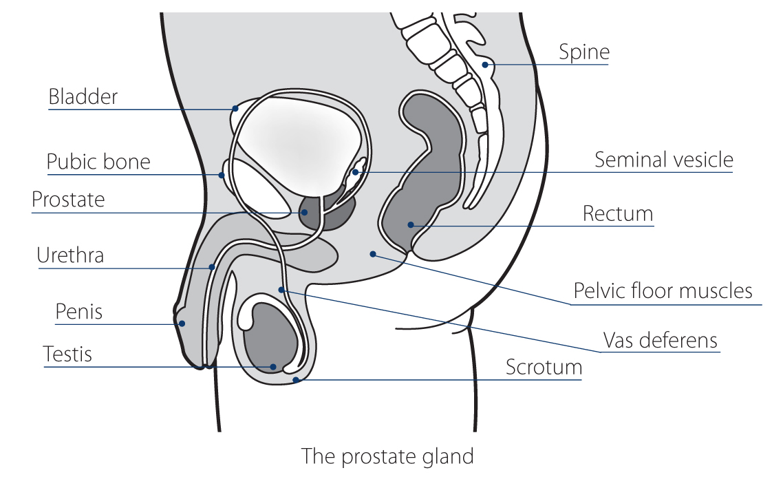 prostate gland diagram