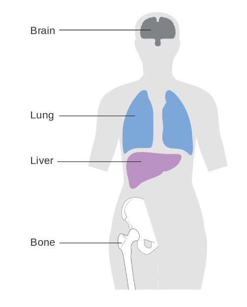 Human body diagram