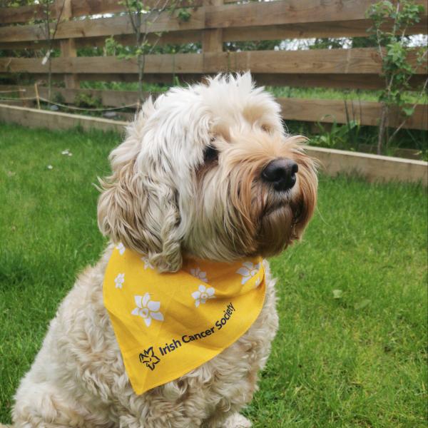 dog bandana 2