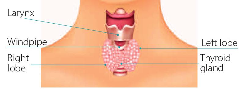 Diagram of thyroid, larynx (voicebox) and windpipe (trachea)