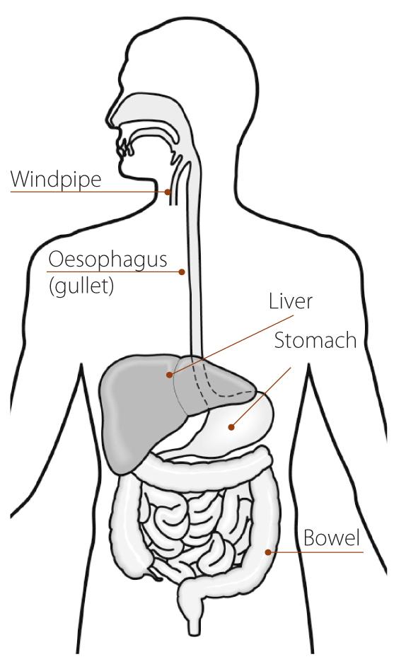 Oesophagus