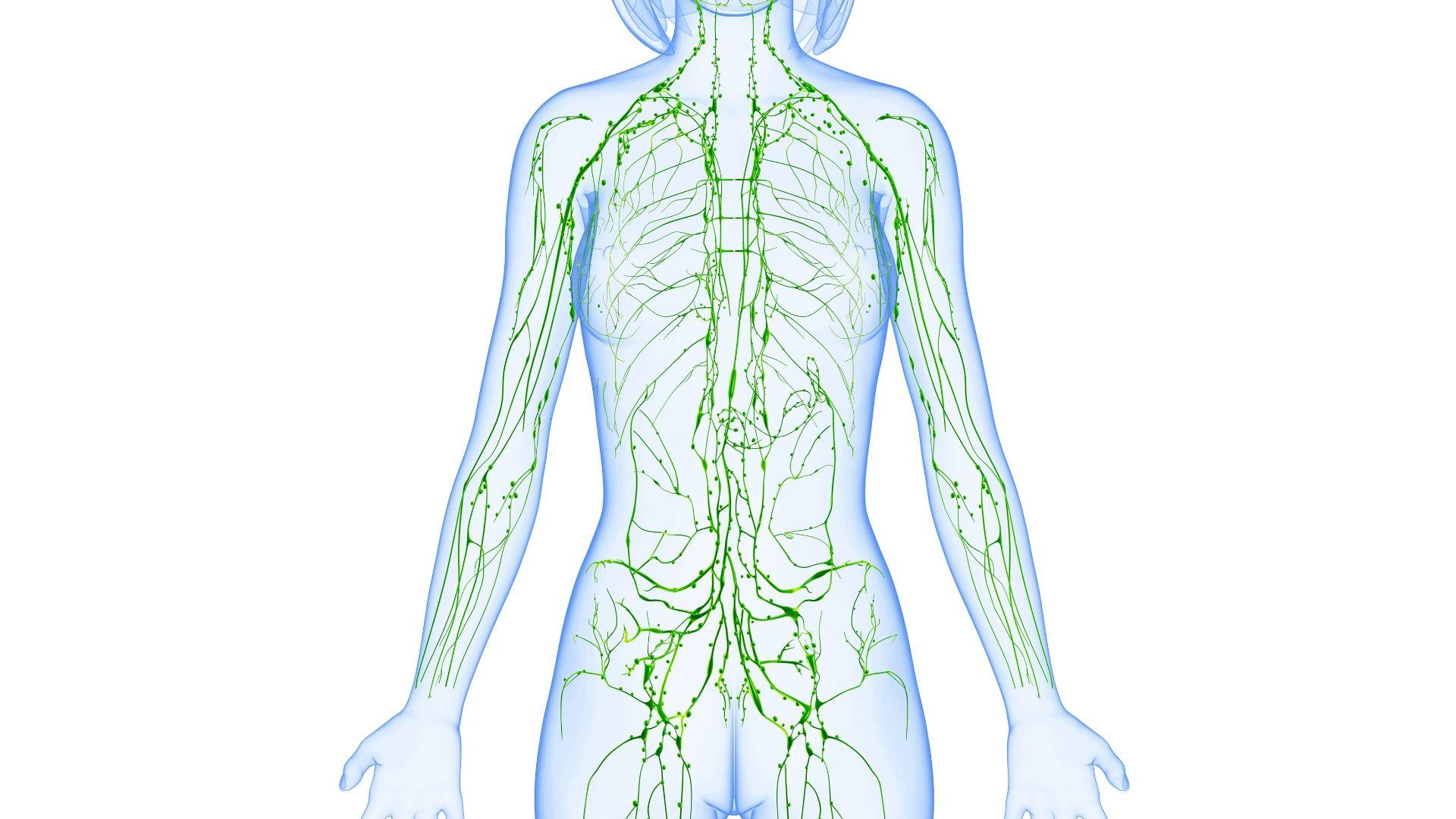 Lymphatic system