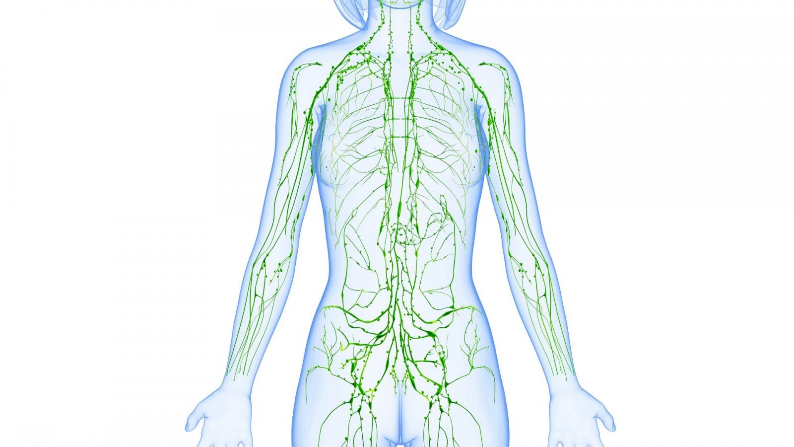 Lymphatic system